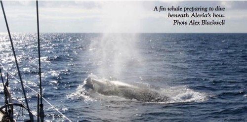 Fin whale preparing to dive beneath the bow ©  SW